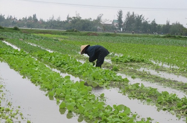 VIDEO: Nhiều diện tích lúa, rau màu vụ xuân mới gieo trồng bị ngập úng, ảnh hưởng do mưa rét
